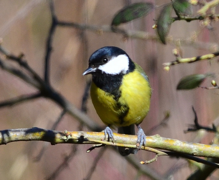 Cinciallegra